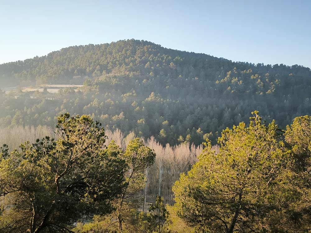 Bosques frente al hotel